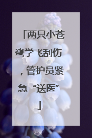 两只小苍鹭学飞刮伤，管护员紧急“送医”